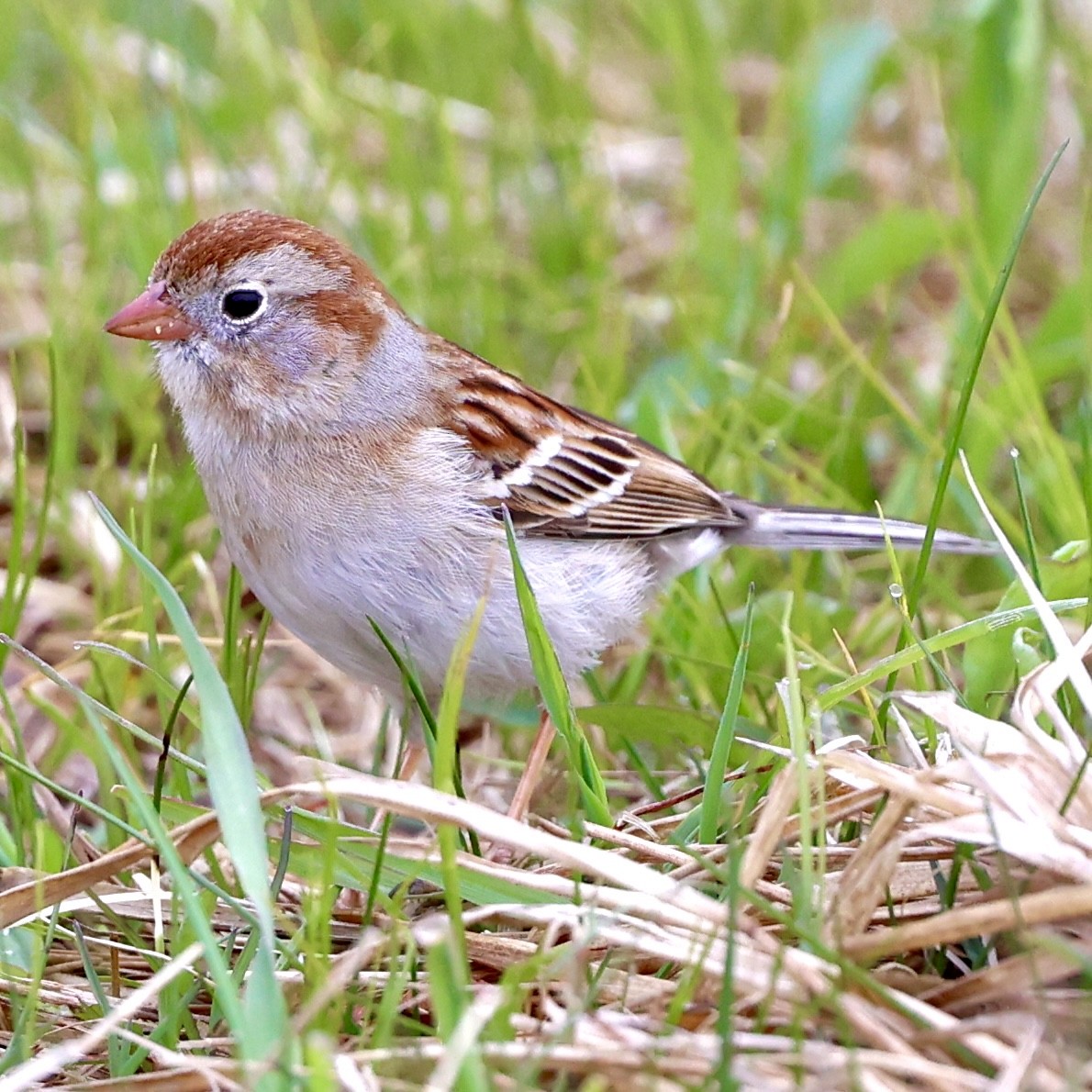 Field Sparrow - Gino Ellison