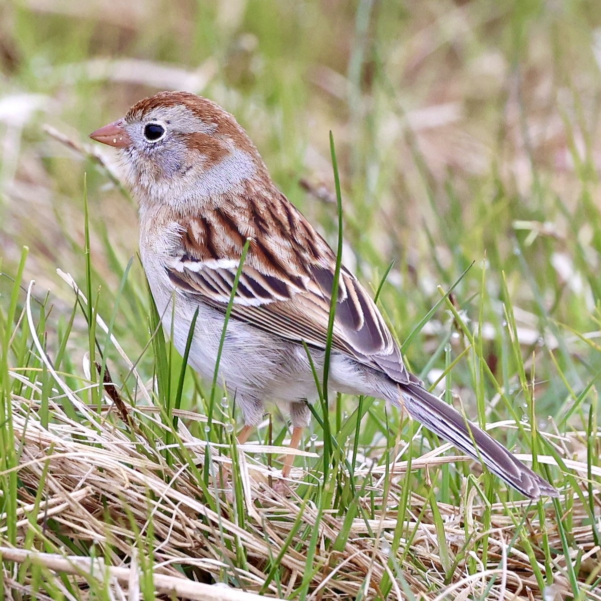 Field Sparrow - Gino Ellison