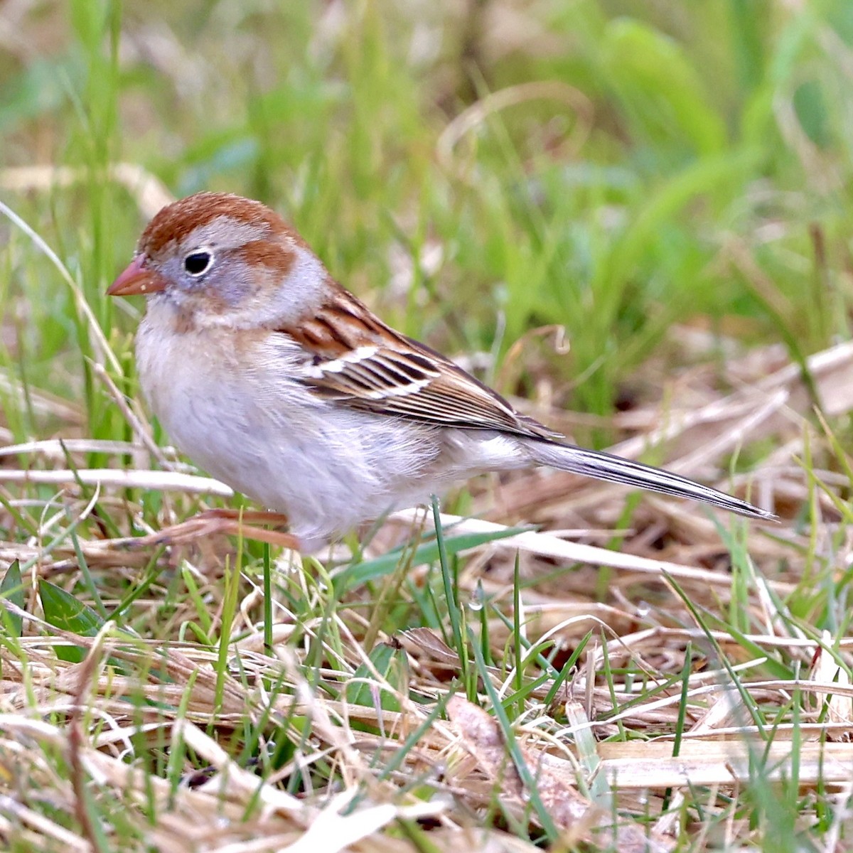 Field Sparrow - ML618240361