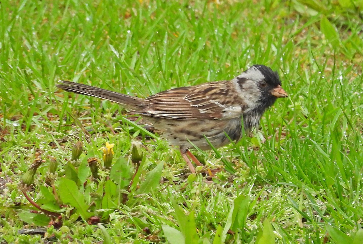 Harris's Sparrow - ML618240390