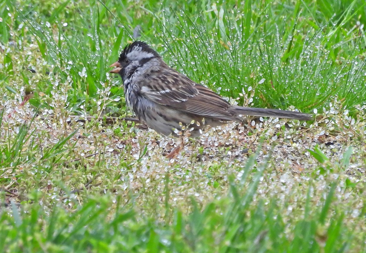 Harris's Sparrow - ML618240392