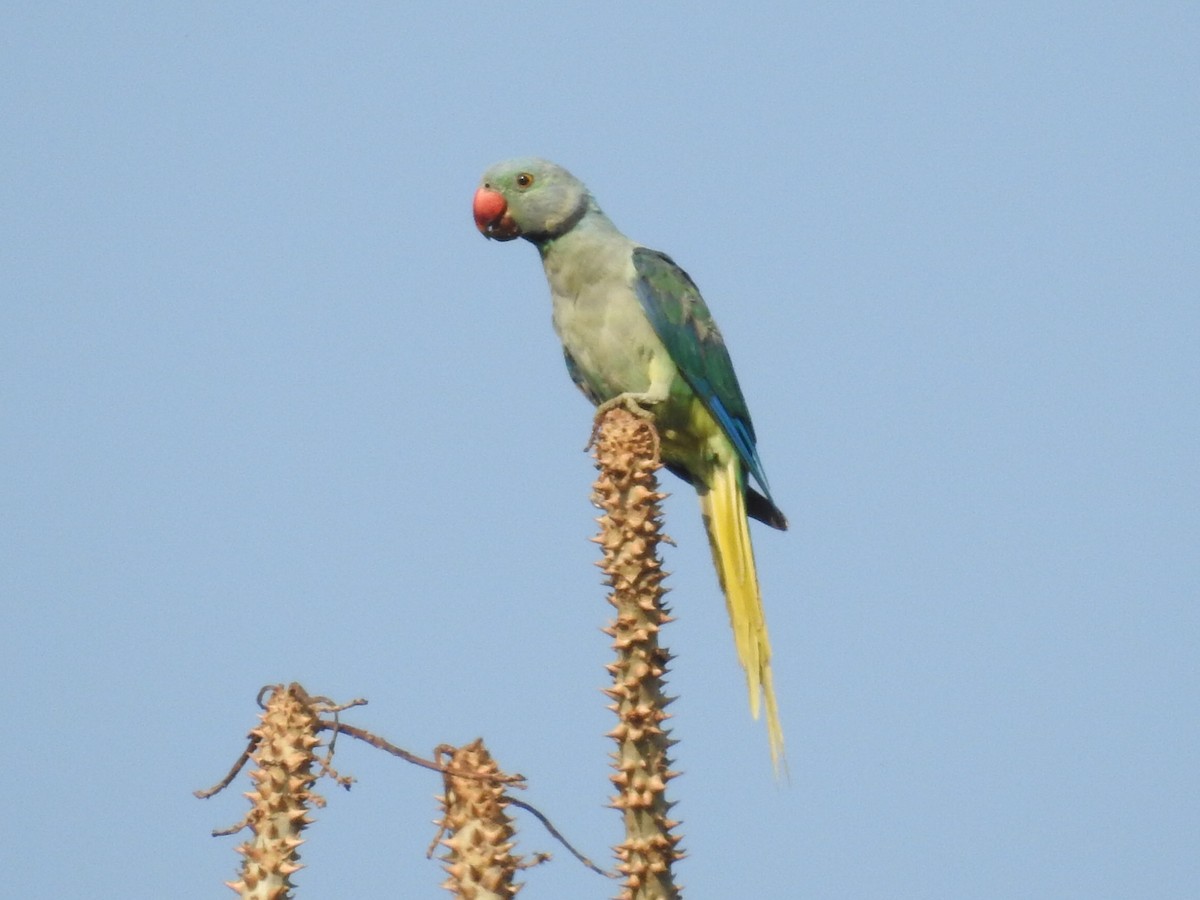 Malabar Parakeet - Anonymous
