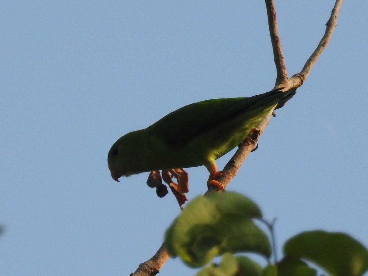 Vernal Hanging-Parrot - Anonymous