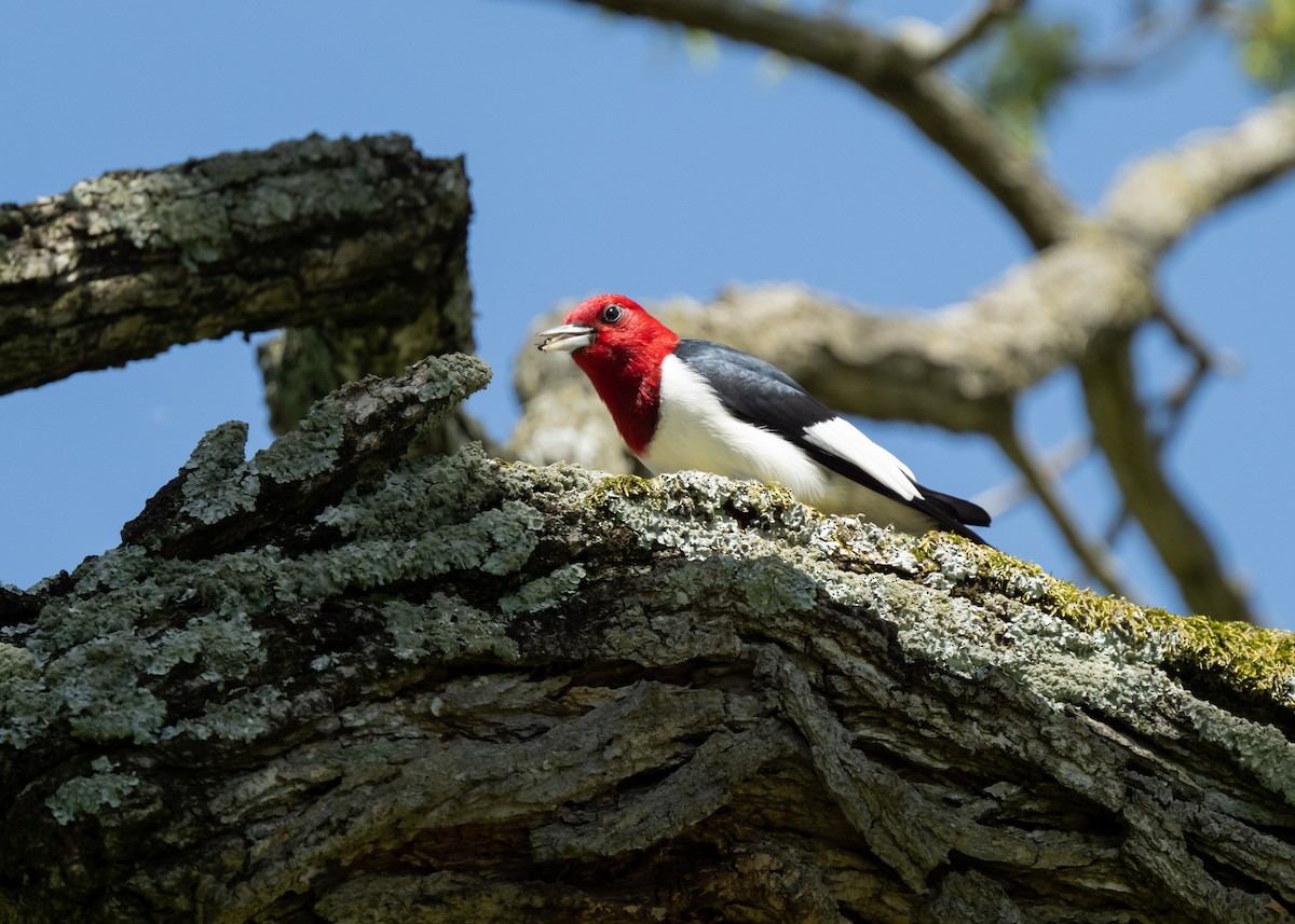 Red-headed Woodpecker - ML618240404