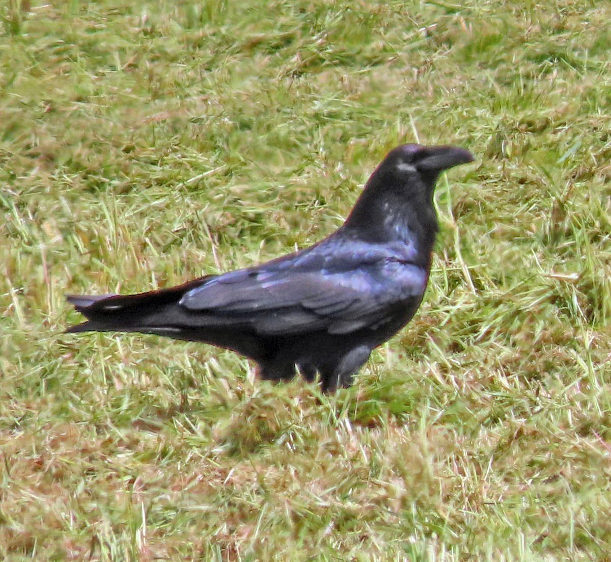 Common Raven - ML618240411