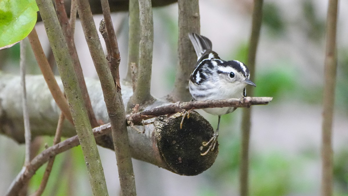 Black-and-white Warbler - ML618240423