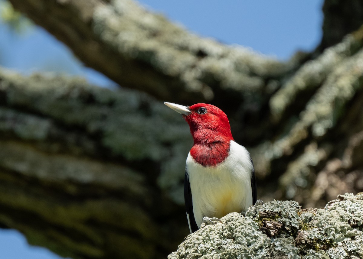 Red-headed Woodpecker - ML618240429
