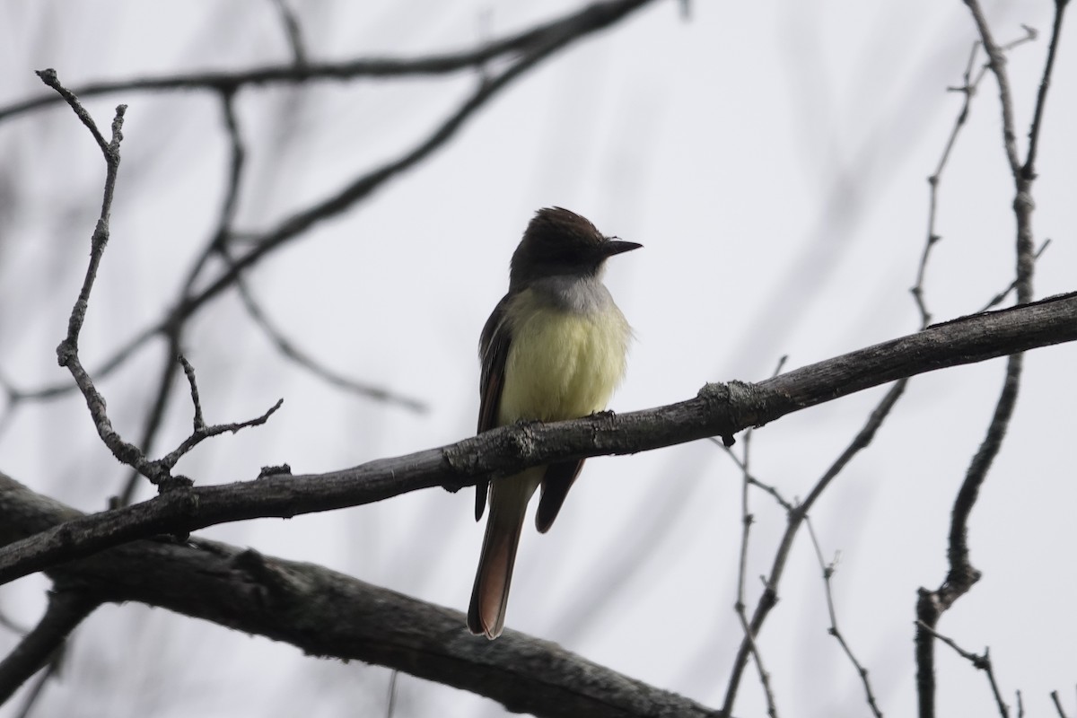 Great Crested Flycatcher - ML618240458