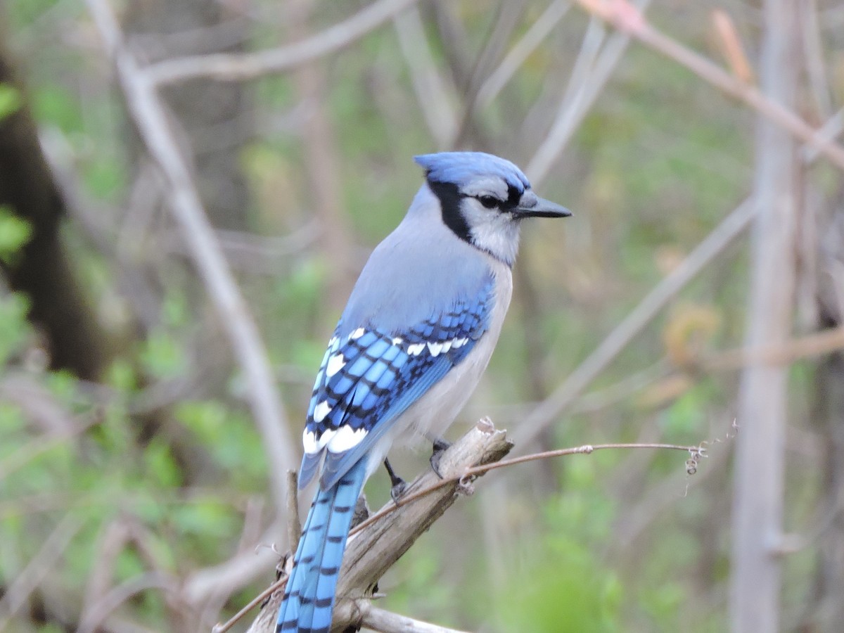 Blue Jay - Mike Norton