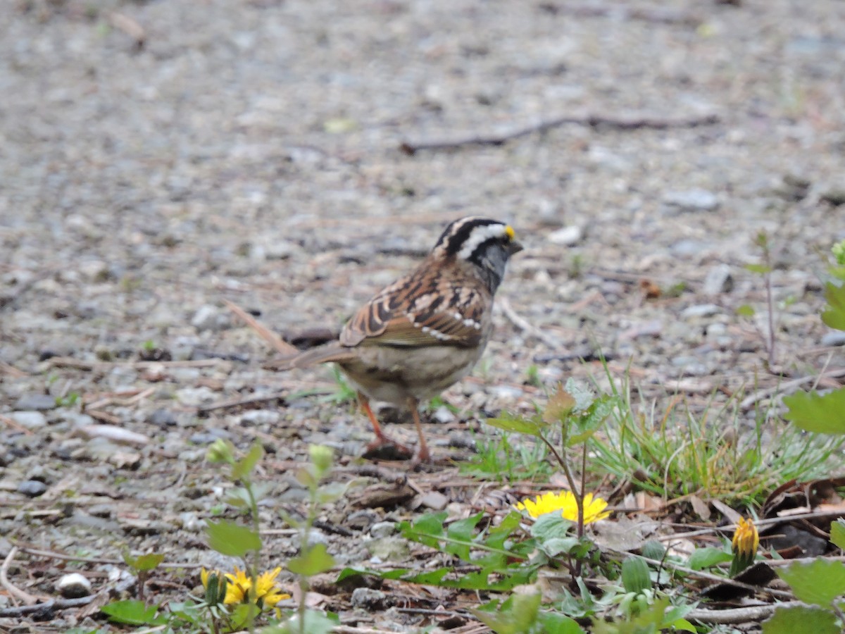 White-throated Sparrow - ML618240477