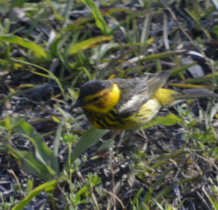 Cape May Warbler - ML618240484