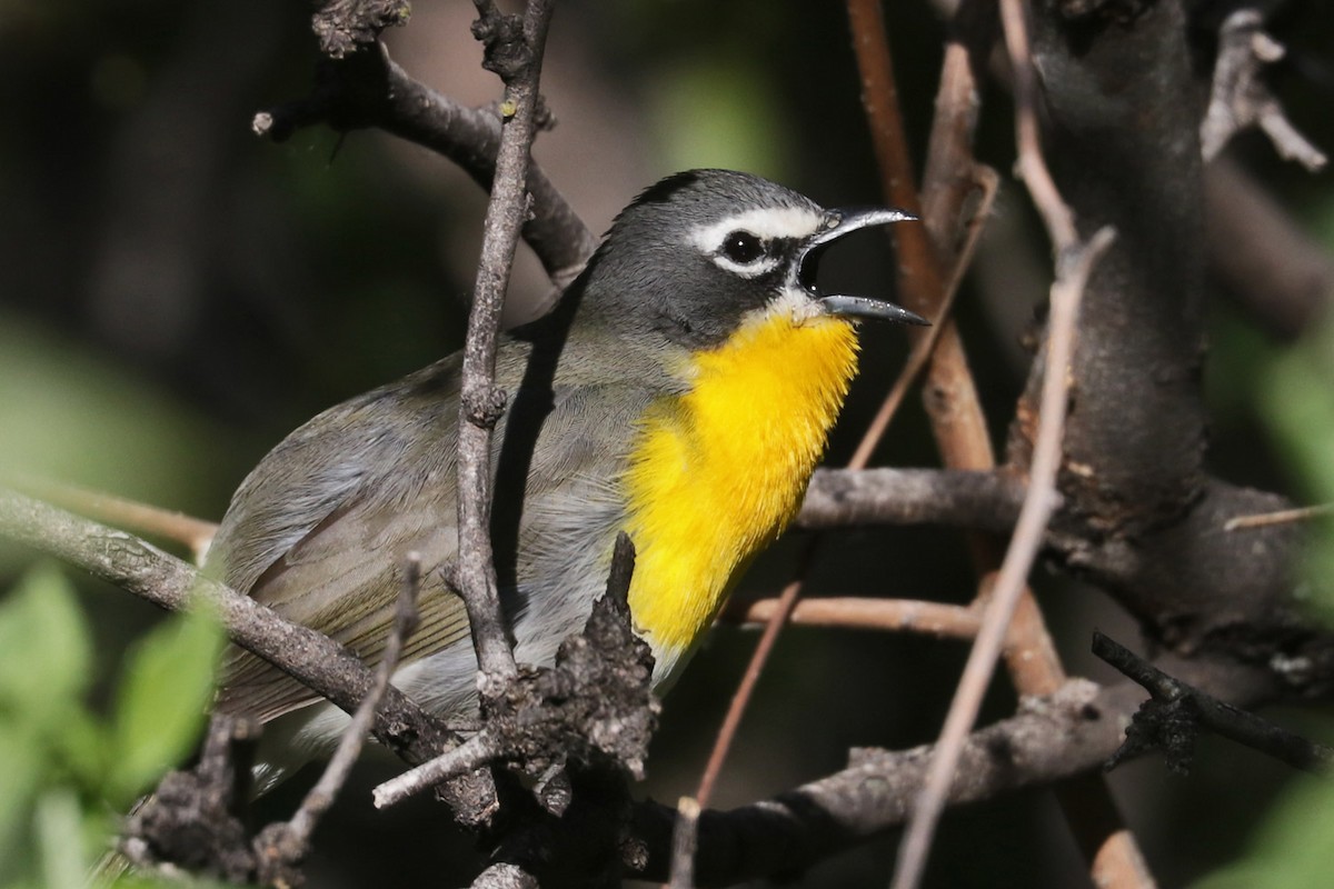 Yellow-breasted Chat - ML618240502
