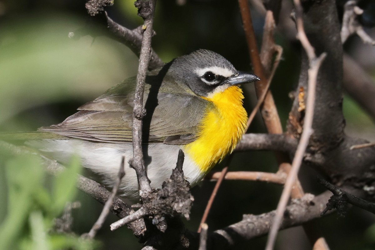 Yellow-breasted Chat - ML618240503