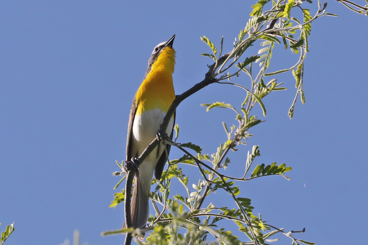 Yellow-breasted Chat - ML618240504