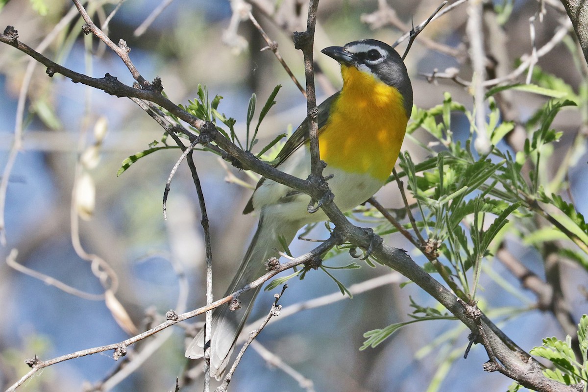 Yellow-breasted Chat - ML618240505