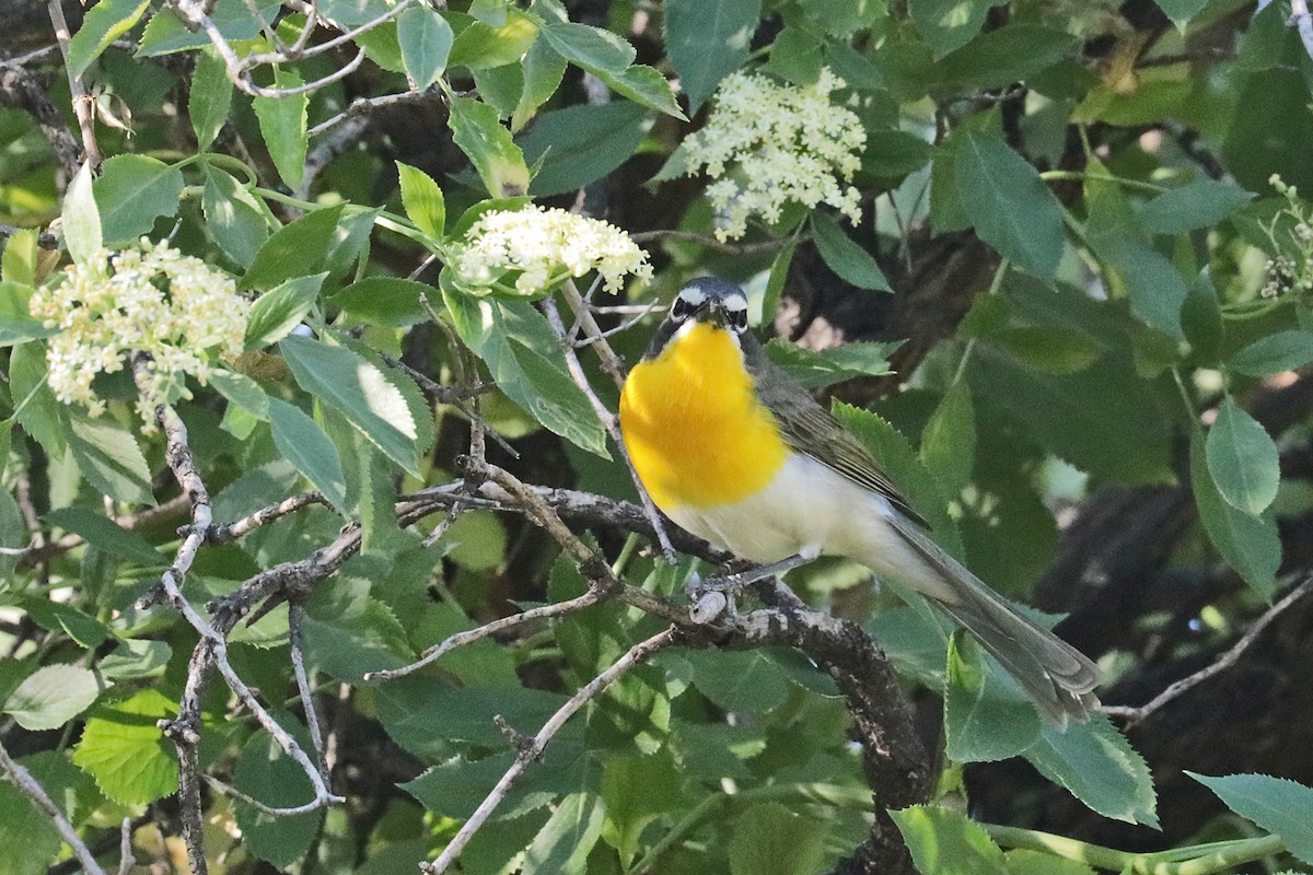 Yellow-breasted Chat - ML618240506