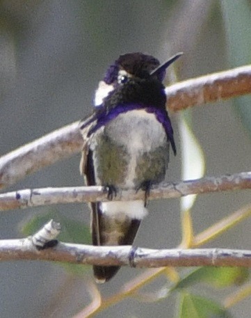 Costa's Hummingbird - Peter Robertshaw