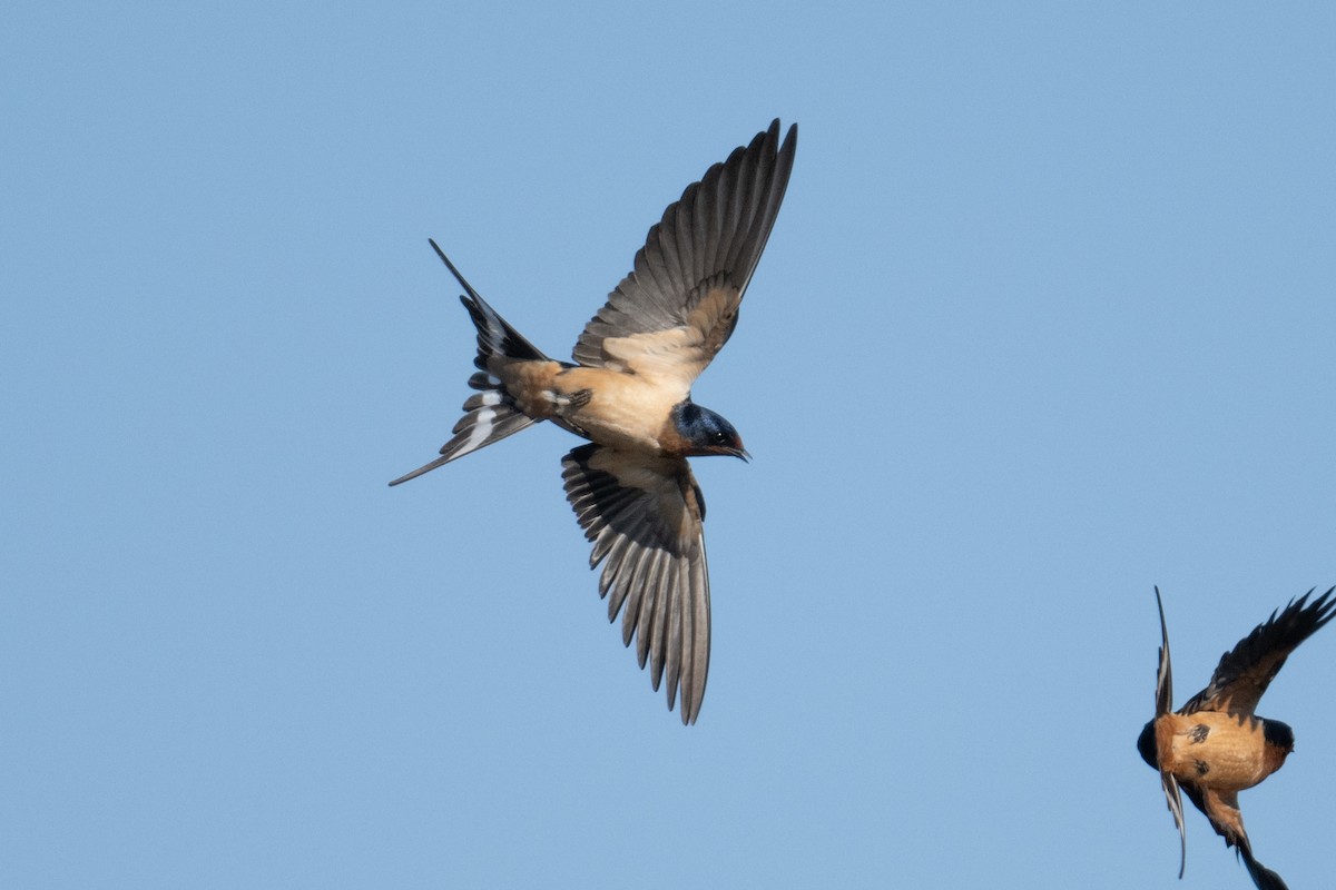 Barn Swallow - Steve Pearl