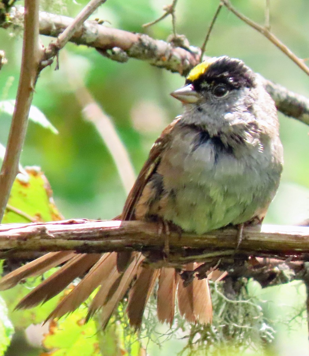 Golden-crowned Sparrow - ML618240553
