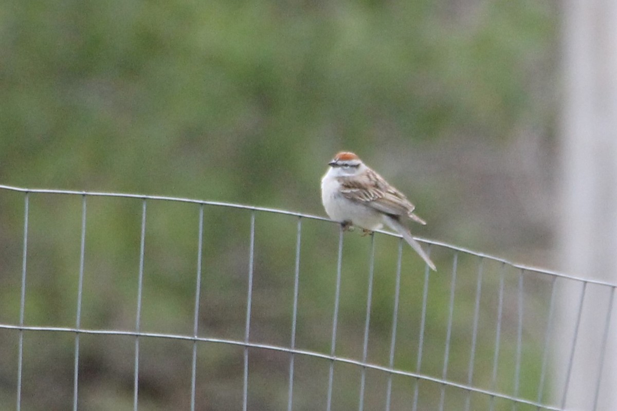 Chipping Sparrow - ML618240565