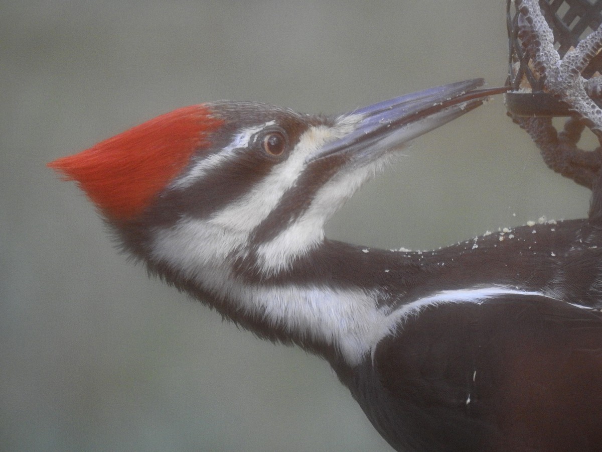 Pileated Woodpecker - Sean Mueseler