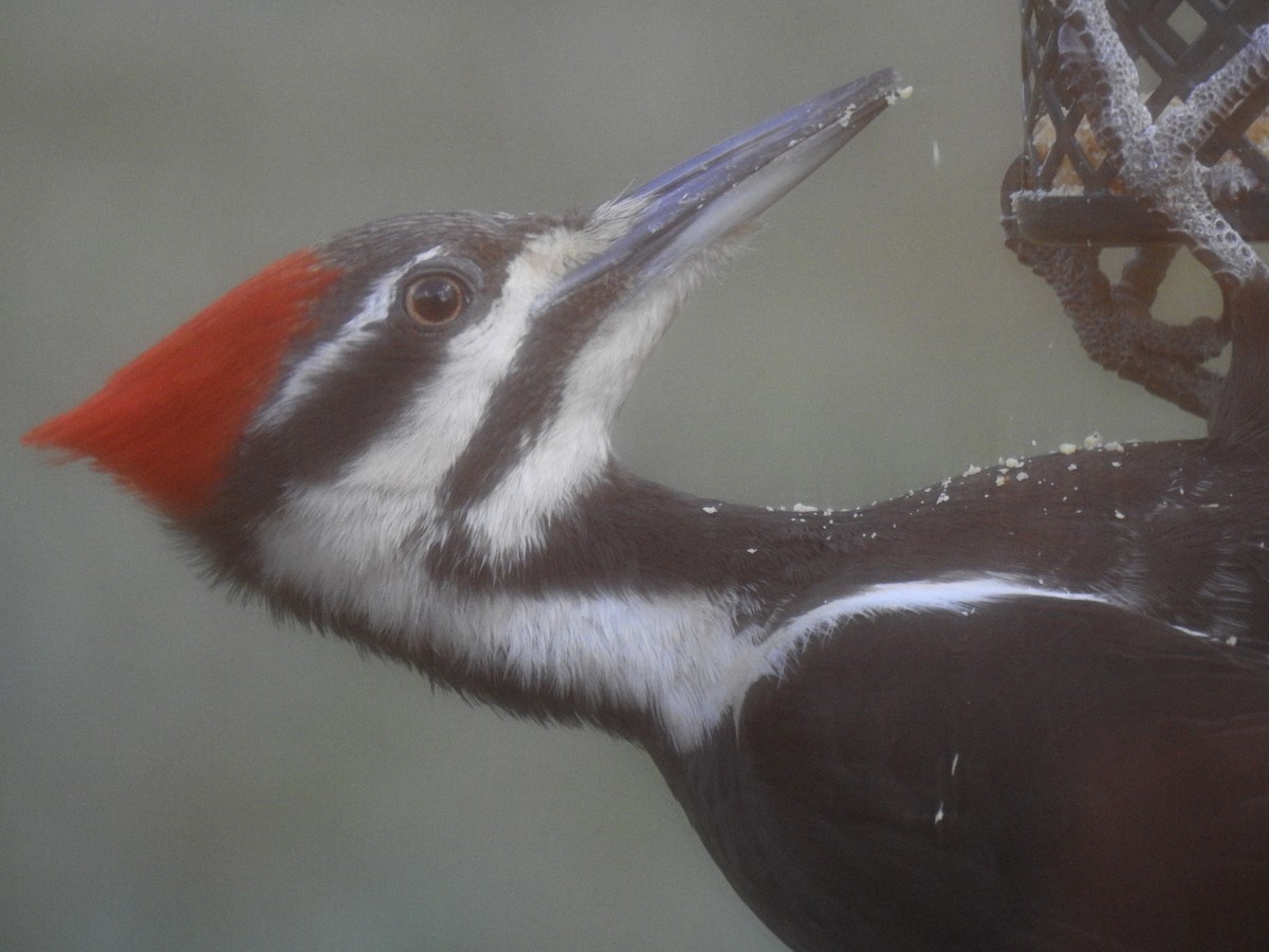 Pileated Woodpecker - ML618240589