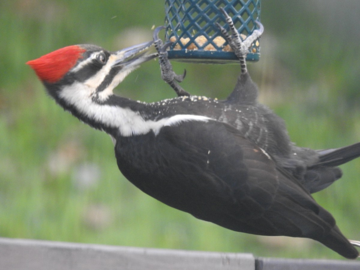 Pileated Woodpecker - ML618240594