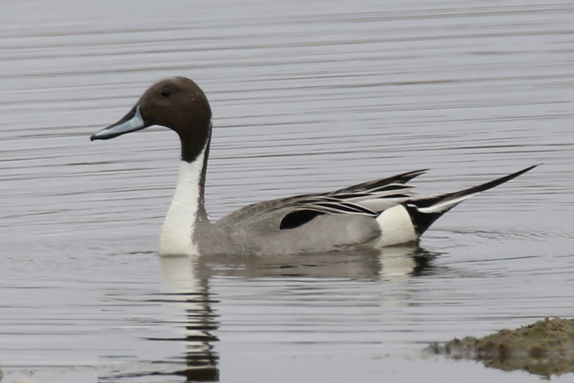 Northern Pintail - Barry Fasciano