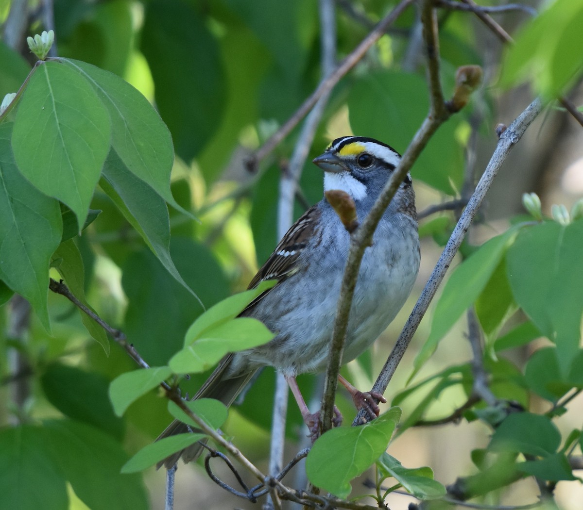 White-throated Sparrow - ML618240636