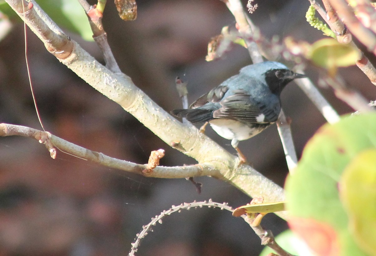 Black-throated Blue Warbler - Leslie W