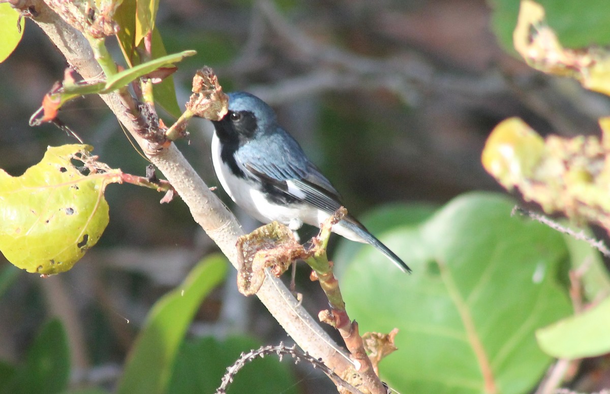 Black-throated Blue Warbler - Leslie W