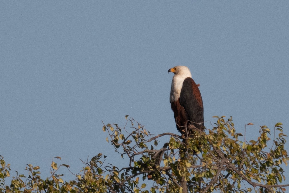 African Fish-Eagle - ML618240646
