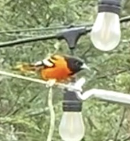 Baltimore Oriole - Lily Rogers