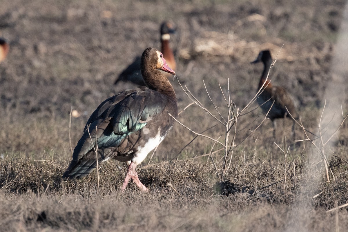 Spur-winged Goose - ML618240706