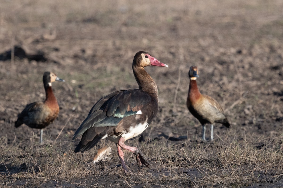 Spur-winged Goose - ML618240710
