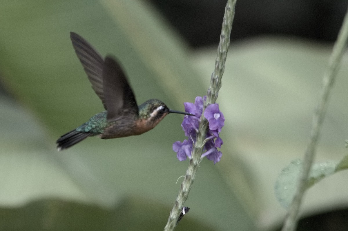 kolibřík fialovohrdlý - ML618240715