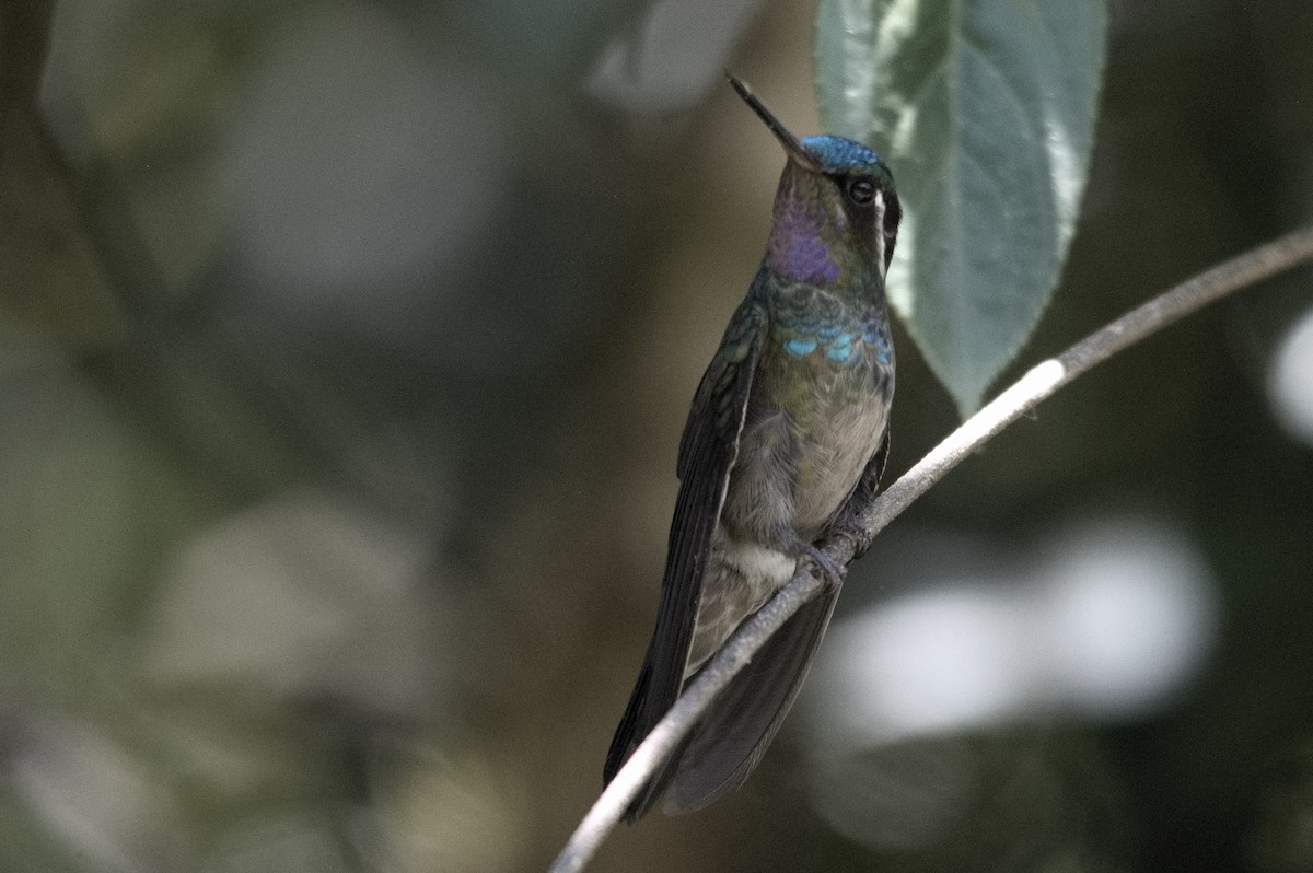 kolibřík fialovohrdlý - ML618240716