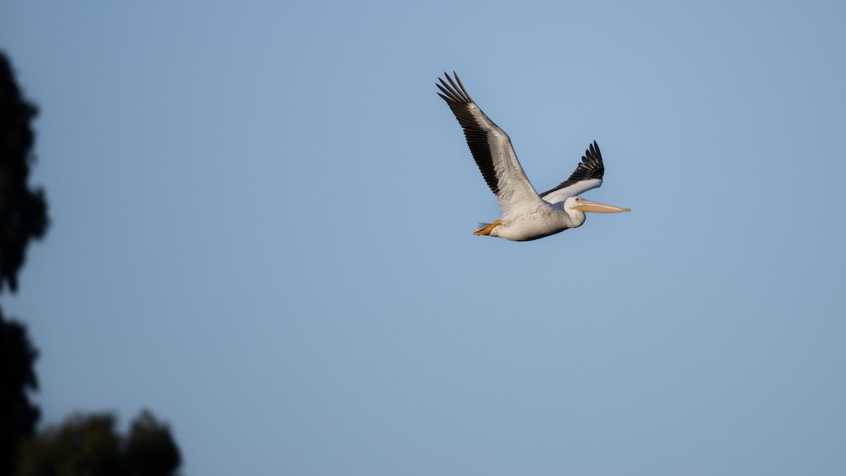 American White Pelican - Steve Pearl