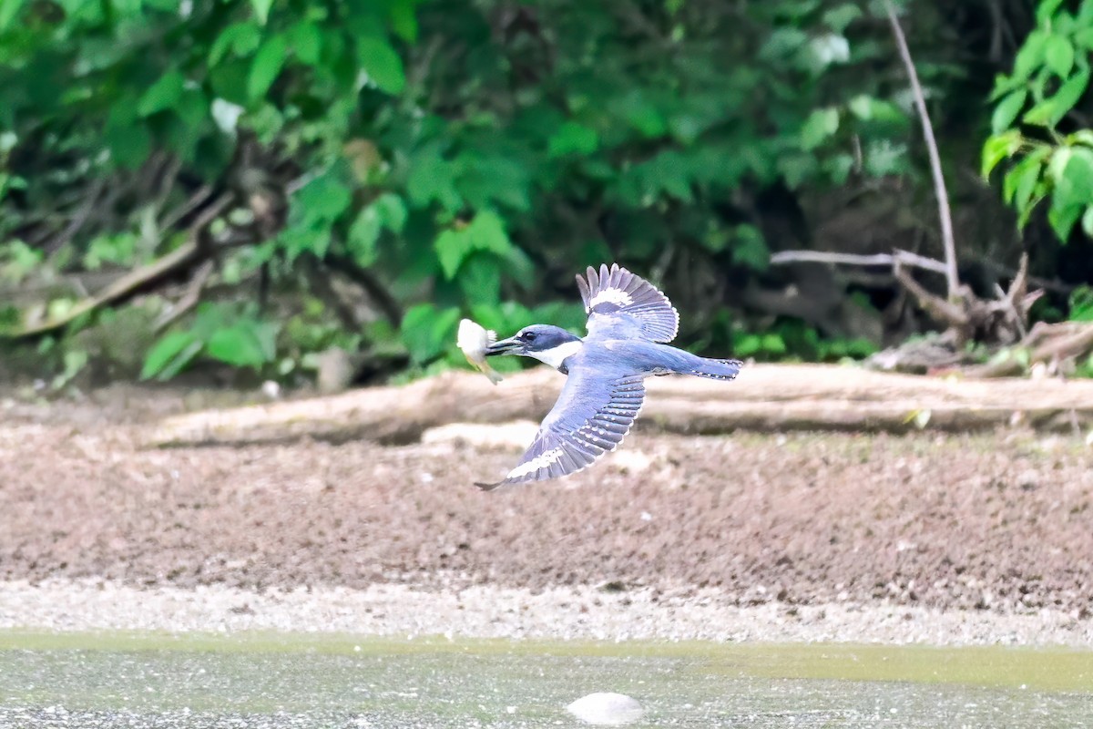 Belted Kingfisher - ML618240744