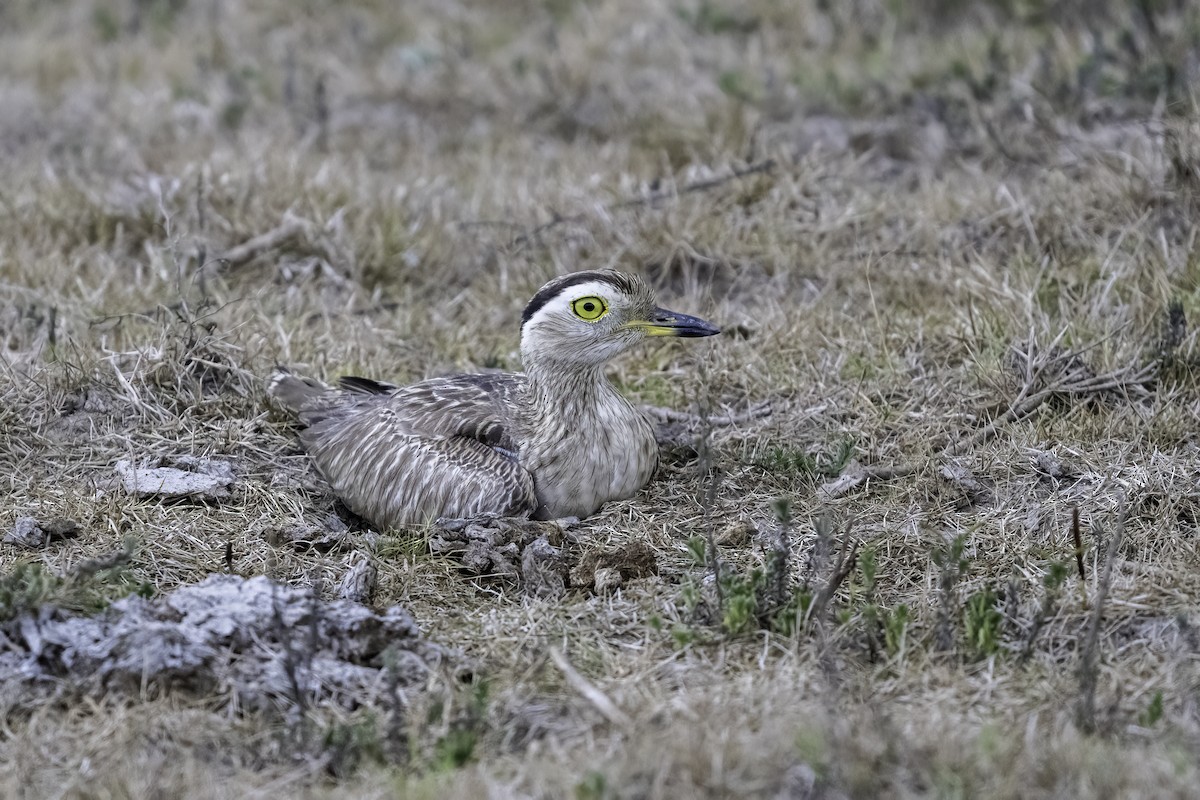 Double-striped Thick-knee - ML618240795
