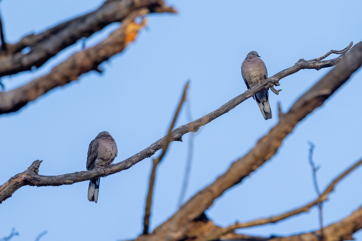 Spotted Dove - ML618240838