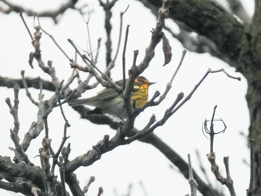 Cape May Warbler - Maxwell Giffen