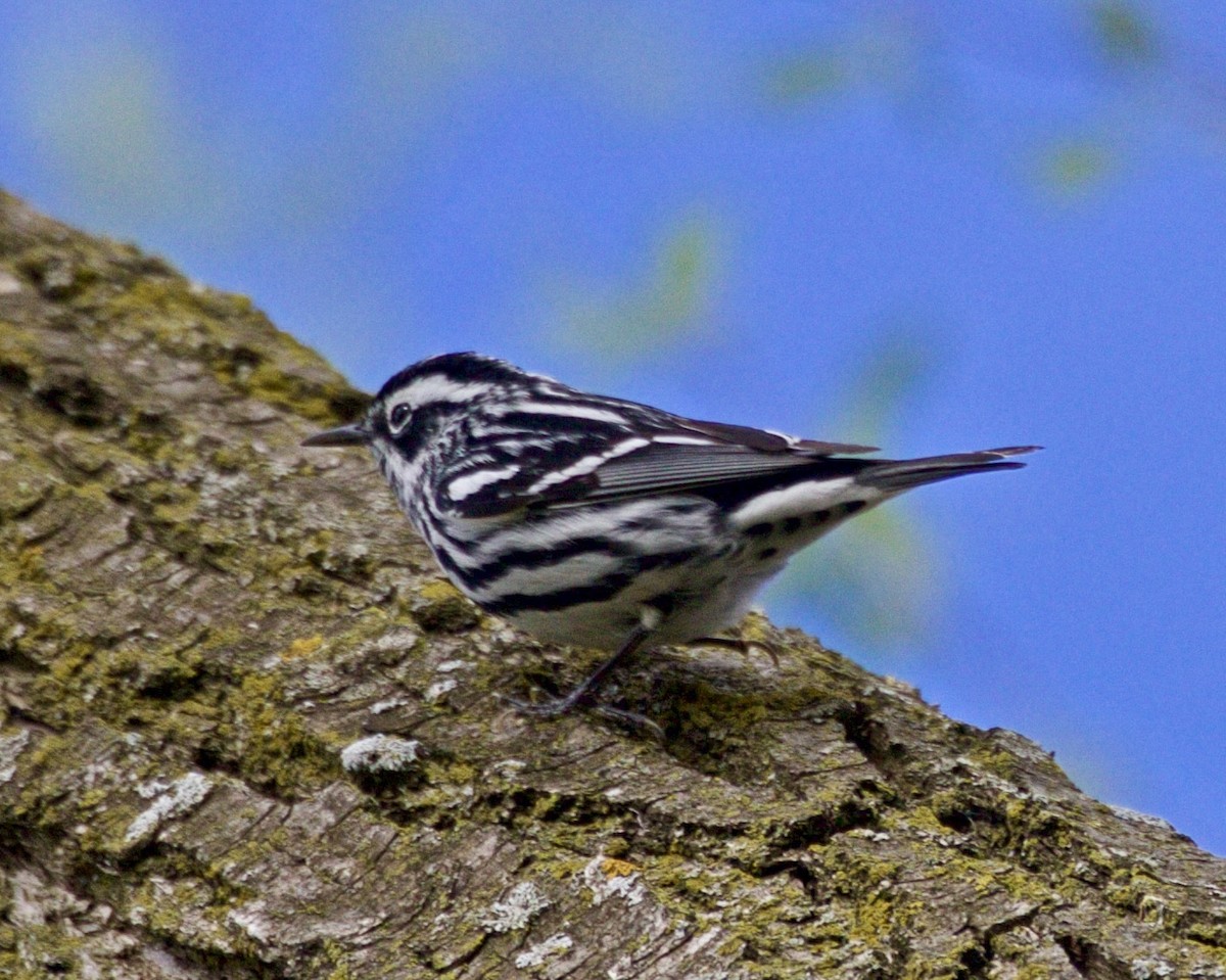 Black-and-white Warbler - ML618240860