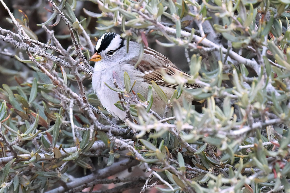 White-crowned Sparrow - Steve Parker