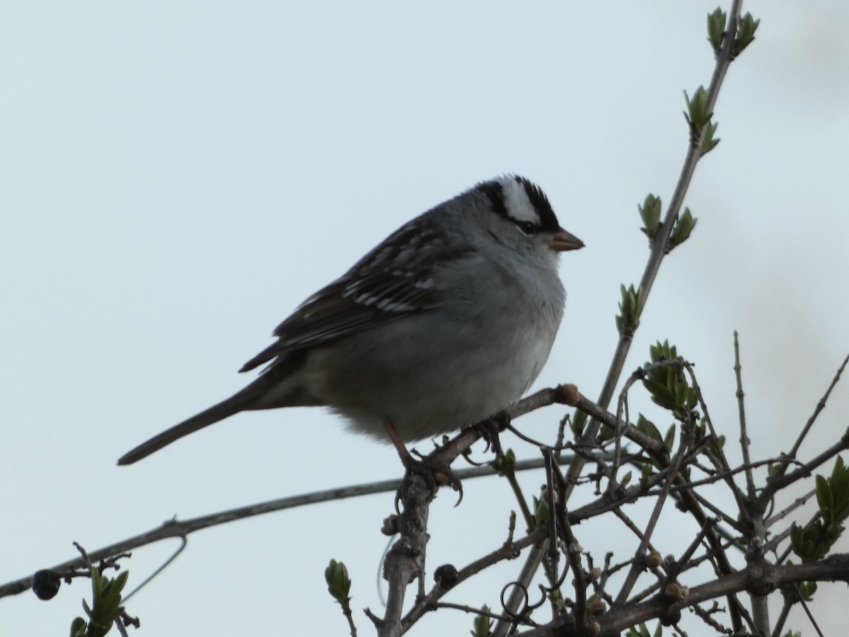 White-crowned Sparrow - ML618240932