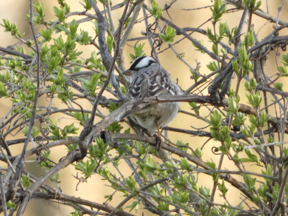 White-crowned Sparrow - ML618240934