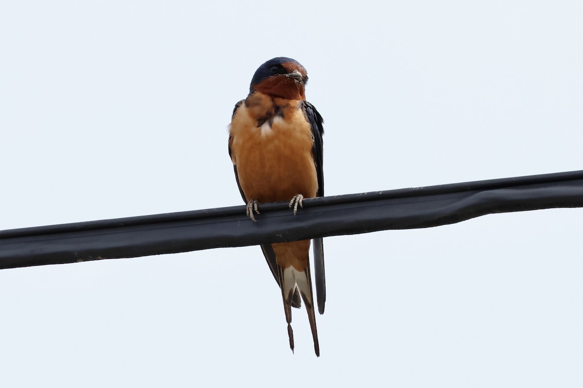 Barn Swallow - Keith Pflieger