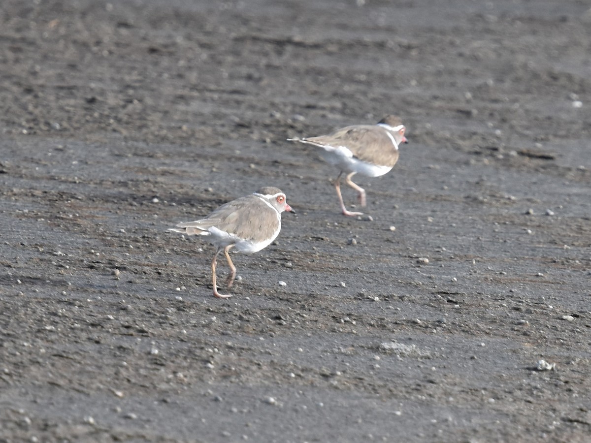 Three-banded Plover - ML618240942