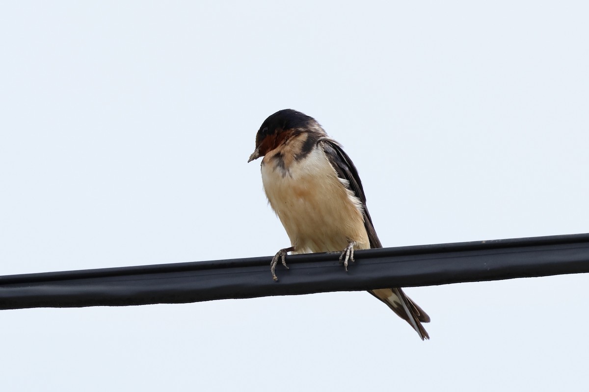 Barn Swallow - Keith Pflieger