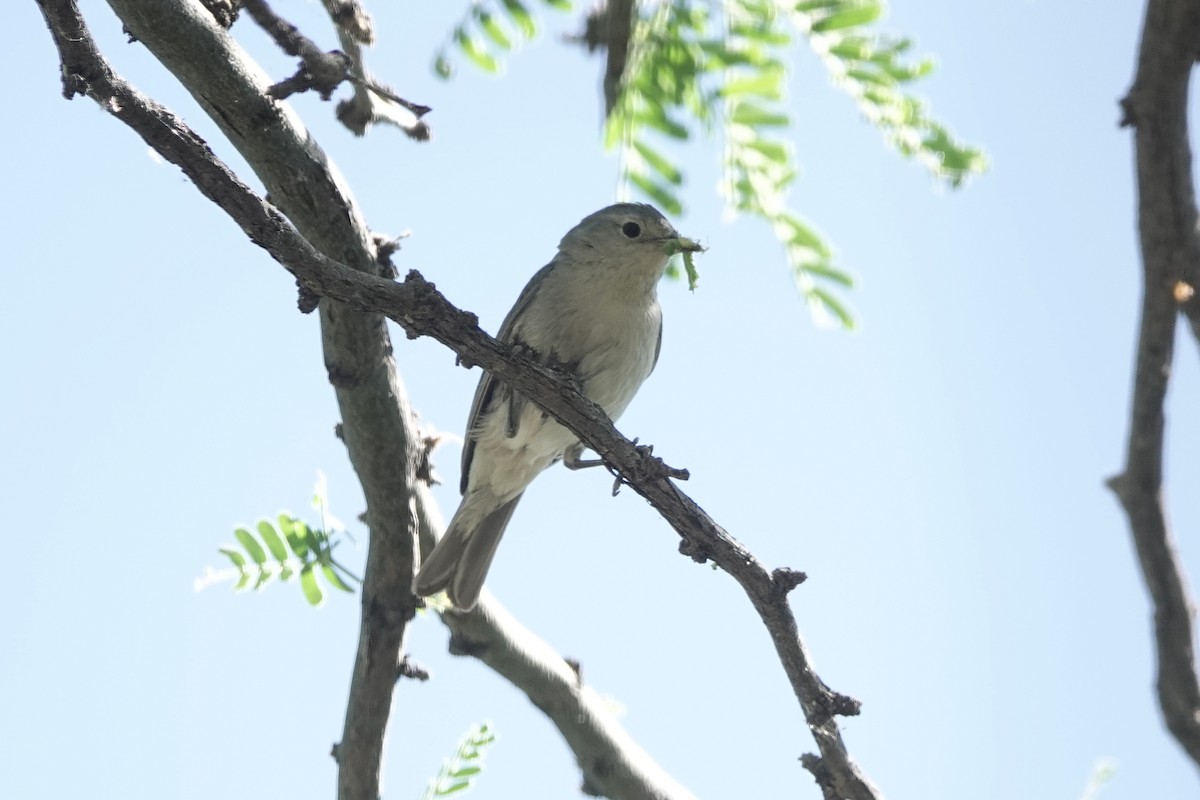 Lucy's Warbler - ML618240948